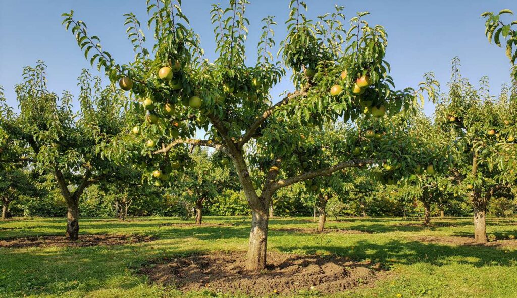 Ce que les jardiniers malins appliquent sur leurs fruitiers pour supprimer la mousse naturellement