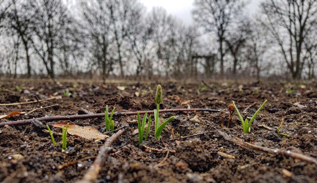Attendre le printemps : ce réflexe de fin d&rsquo;hiver qui sabote en silence les récoltes des jardiniers chaque saison