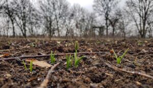 Attendre le printemps : ce réflexe de fin d&rsquo;hiver qui sabote en silence les récoltes des jardiniers chaque saison